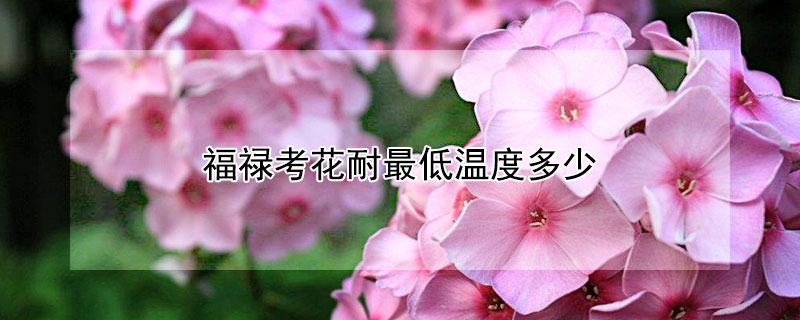 福禄考花耐最低温度多少（福禄考花期多长）