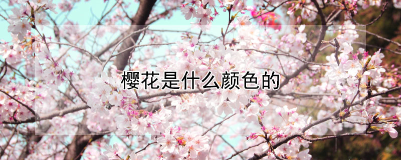 樱花是什么颜色的 樱花是什么颜色的是什么季节开的