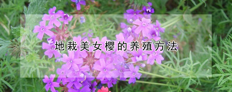 地栽美女樱的养殖方法（地栽美女樱的养殖方法和技术）