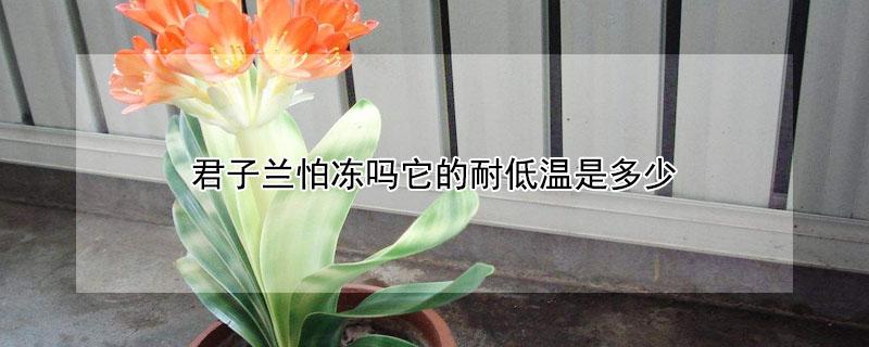 君子兰怕冻吗它的耐低温是多少（君子兰怕冻吗?）