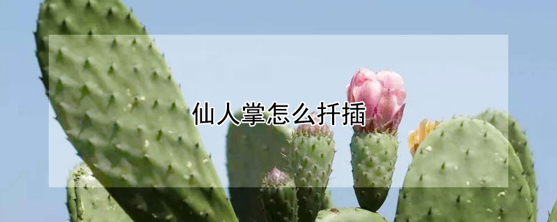 仙人掌怎么扦插 千手观音仙人掌怎么扦插