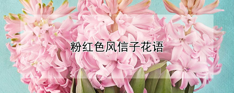 粉红色风信子花语 各种颜色的风信子的花语