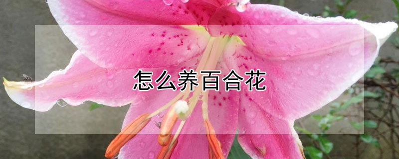 怎么养百合花 怎么养百合花花期更长