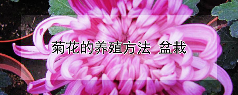 菊花的养殖方法 菊花的养殖方法和注意事项