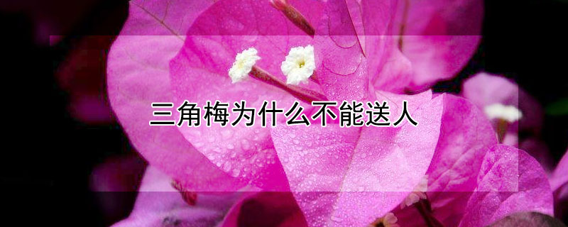 三角梅为什么不能送人（三角梅是吉树还是凶树）