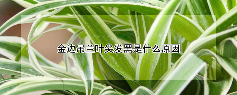 金边吊兰叶尖发黑是什么原因（金边吊兰叶尖发黑怎么回事）