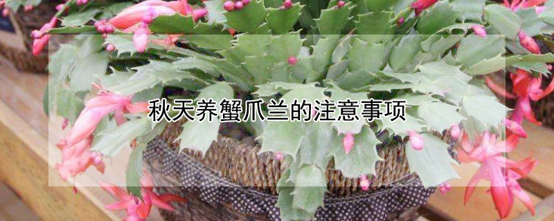 秋天养蟹爪兰的注意事项（秋天养蟹爪兰的注意事项是什么）