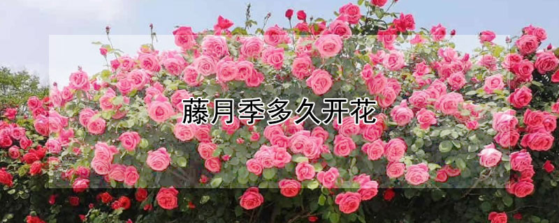 藤月季多久开花 藤月季多久开花一次