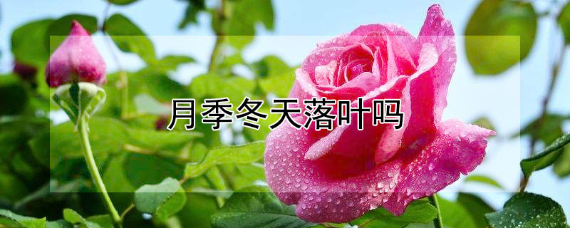 月季冬天落叶吗 月季冬天落叶吗北方