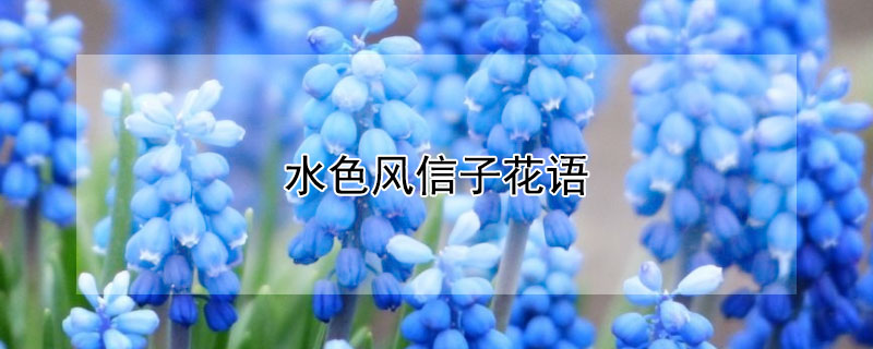 水色风信子花语 水色风信子的花语和寓意