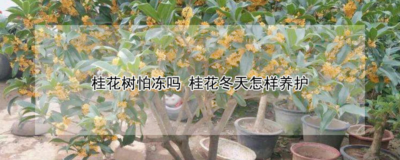桂花树怕冻吗（桂花树怕冻吗 桂花冬天在室外怎样养护）