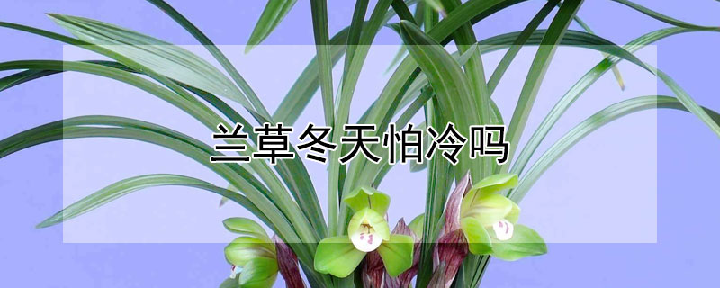 兰草冬天怕冷吗 兰草冬天怕冻吗?