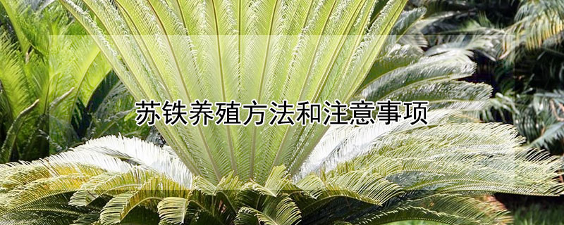苏铁养殖方法和注意事项 苏铁养殖方法和注意事项图片