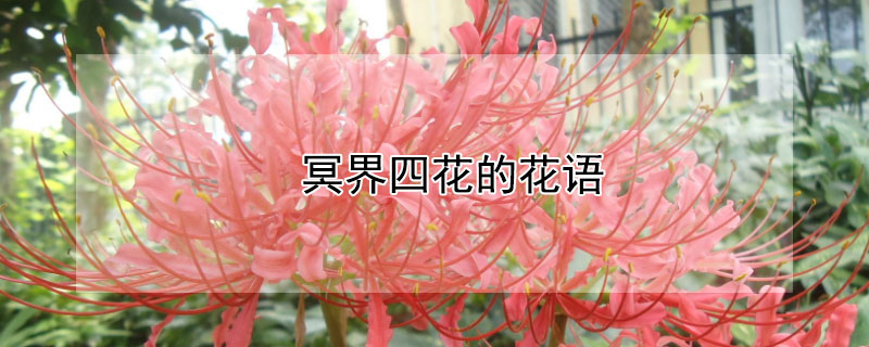 冥界四花的花语 冥界四花都有哪四种花