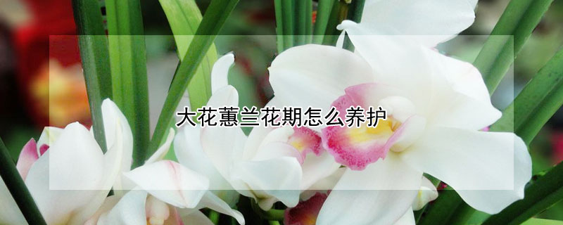 大花蕙兰花期怎么养护（大花蕙兰花期怎么养护视频）