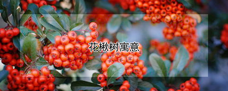 花楸树寓意（花楸树的花）