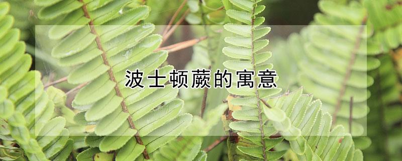 波士顿蕨的寓意（波士顿蕨的寓意和象征）