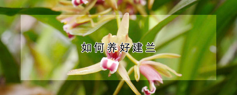 如何养好建兰（如何养好建兰花盆）