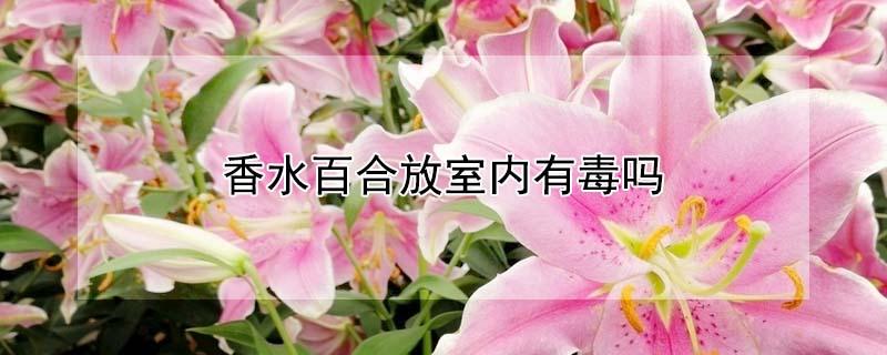 香水百合放室内有毒吗 香水百合放屋里有毒吗