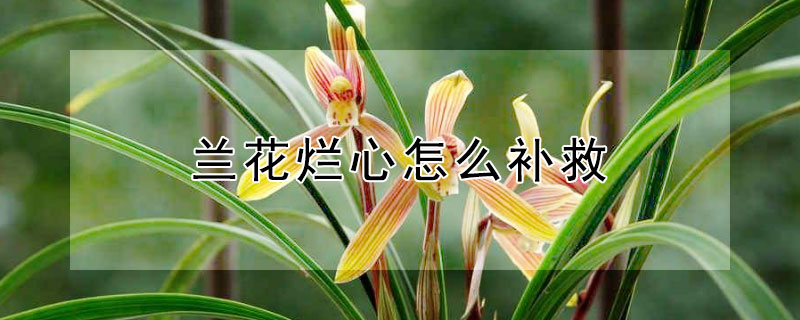兰花烂心怎么补救（兰花烂心怎么补救呢）