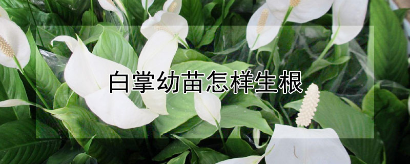 白掌幼苗怎样生根（白掌幼苗怎样生根快）