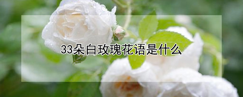 33朵白玫瑰花语是什么 33支白玫瑰花代表什么