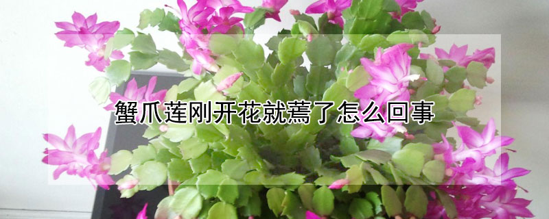 蟹爪莲刚开花就蔫了怎么回事 蟹爪莲开完花就蔫了