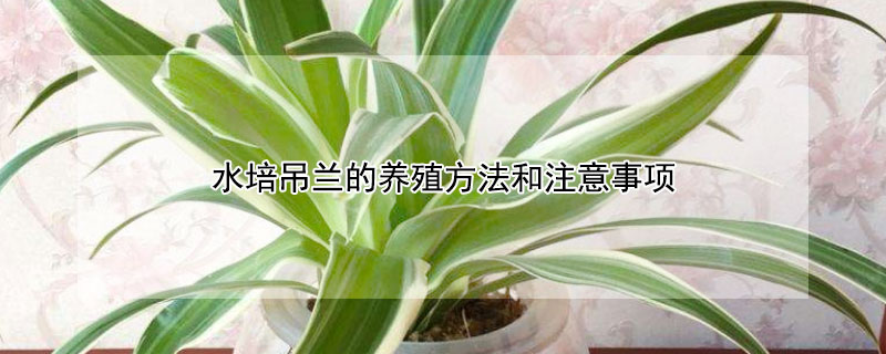 水培吊兰的养殖方法和注意事项 吊兰水养的正确方法