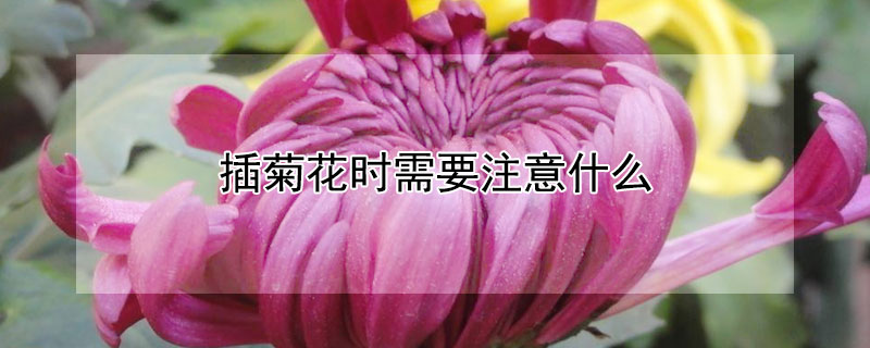插菊花时需要注意什么 插菊花时需要注意什么事项