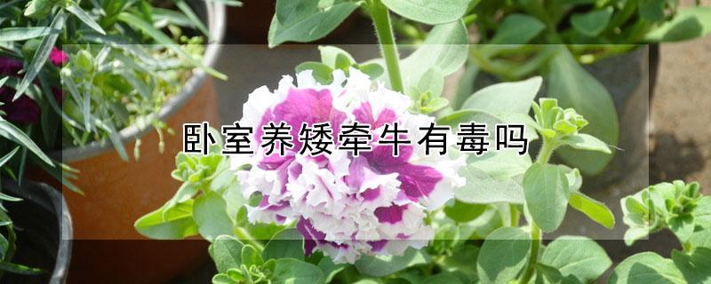 卧室养矮牵牛有毒吗（矮牵牛可以养在家里吗）