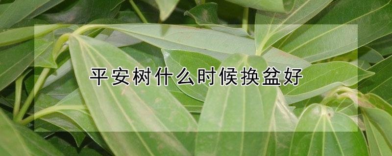 平安树什么时候换盆好（平安树什么时候换盆好呢）