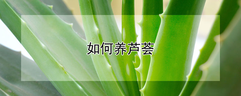 如何养芦荟（如何养芦荟才能长的快）