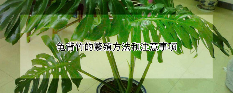 龟背竹的繁殖方法和注意事项 龟背竹的繁殖方法和注意事项视频