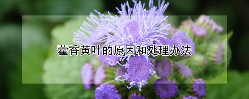 藿香黄叶的原因和处理办法（藿香黄叶怎么回事）