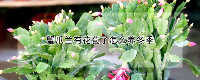 蟹爪兰有花苞了怎么养冬季（蟹爪兰有花苞了怎么养冬季施肥）