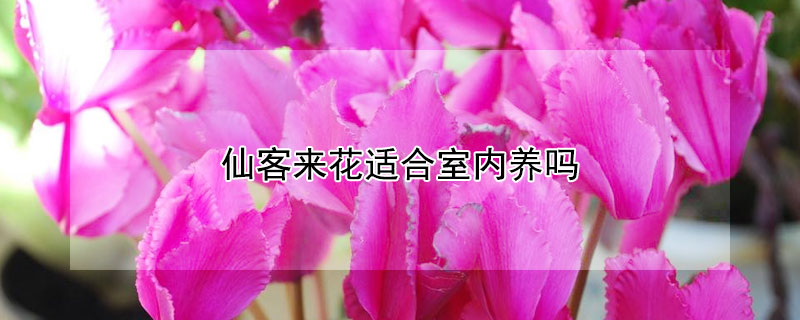 仙客来花适合室内养吗（仙客来花适合室内养吗?）
