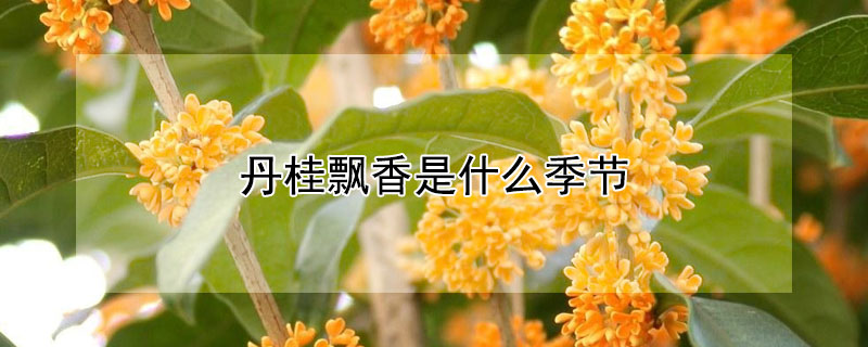 丹桂飘香是什么季节 丹桂飘香是什么意思