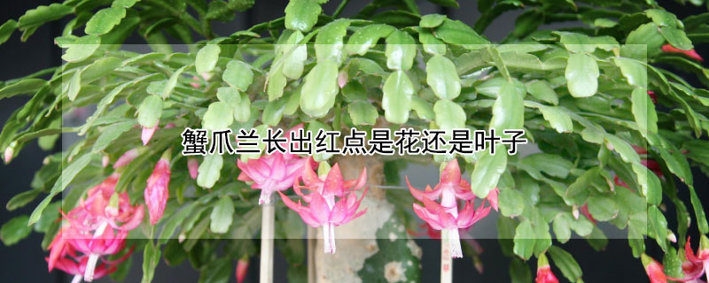蟹爪兰长出红点是花还是叶子（蟹爪兰长出红点是花还是叶子掉了）