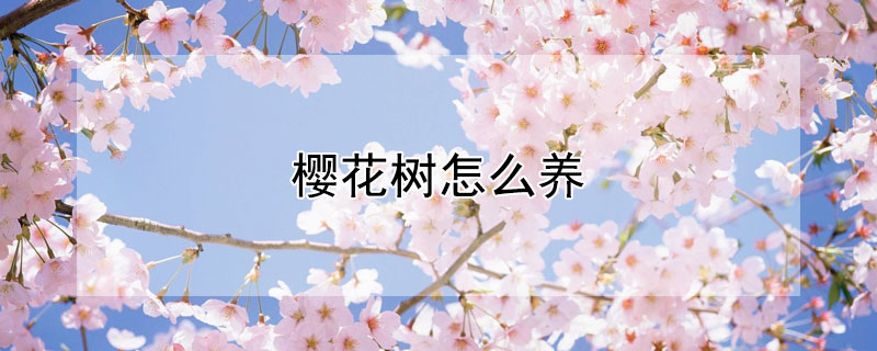 樱花树怎么养 樱花树怎么养才能存活