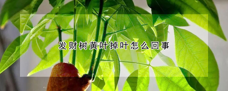 发财树黄叶掉叶怎么回事（发财树黄叶掉叶怎么回事怎么办）