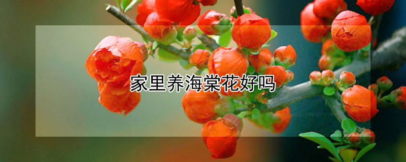 家里养海棠花好吗（海棠花风水代表意义）