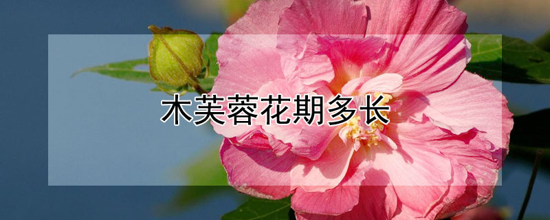 木芙蓉花期多长 木芙蓉 花期