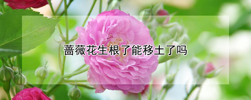 蔷薇花生根了能移土了吗 蔷薇花生根了能移土了吗视频