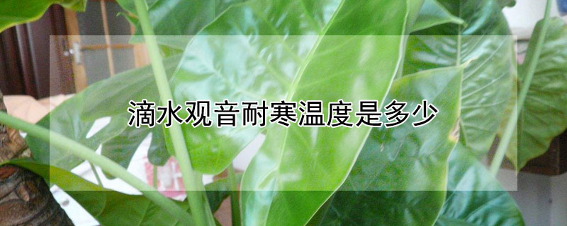 滴水观音耐寒温度是多少（滴水观音的耐寒温度）