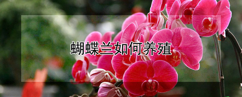 蝴蝶兰如何养殖（蝴蝶兰如何养殖方法和用肥）