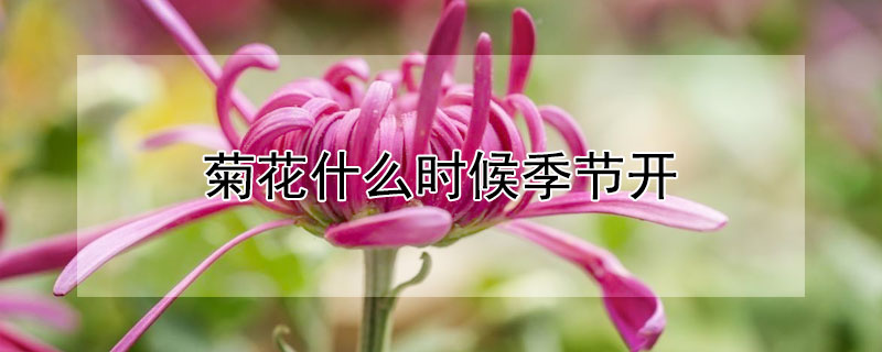 菊花什么时候季节开 菊花什么时候季节开?