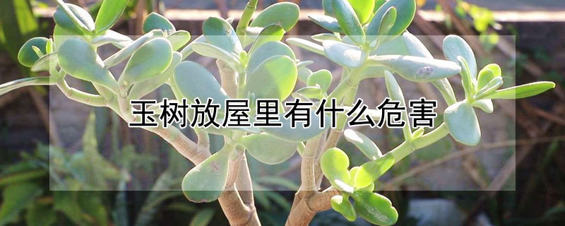 玉树放屋里有什么危害 玉树放屋里好吗