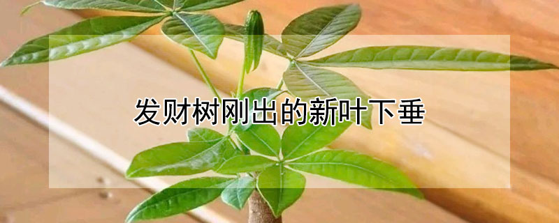 发财树刚出的新叶下垂 发财树刚出的新叶下垂正常吗