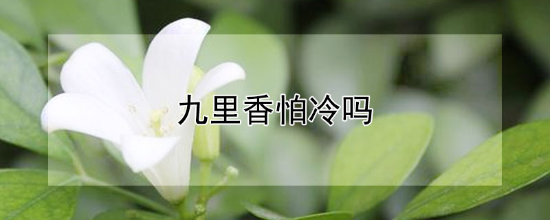 九里香怕冷吗（九里香怕冷吗冬天北方怎样养）