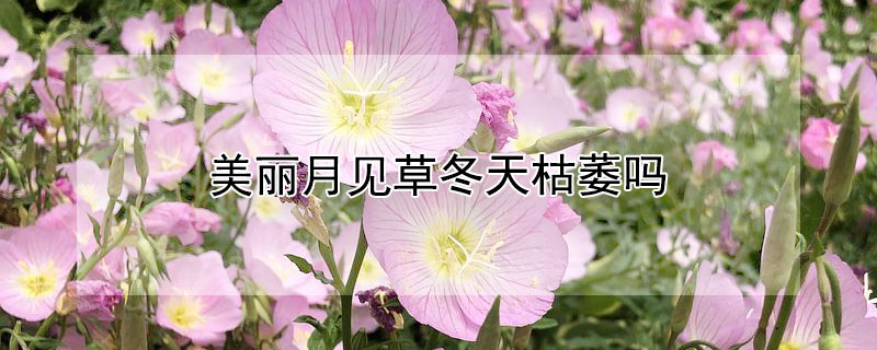 美丽月见草冬天枯萎吗（美丽月见草什么时候结种子）